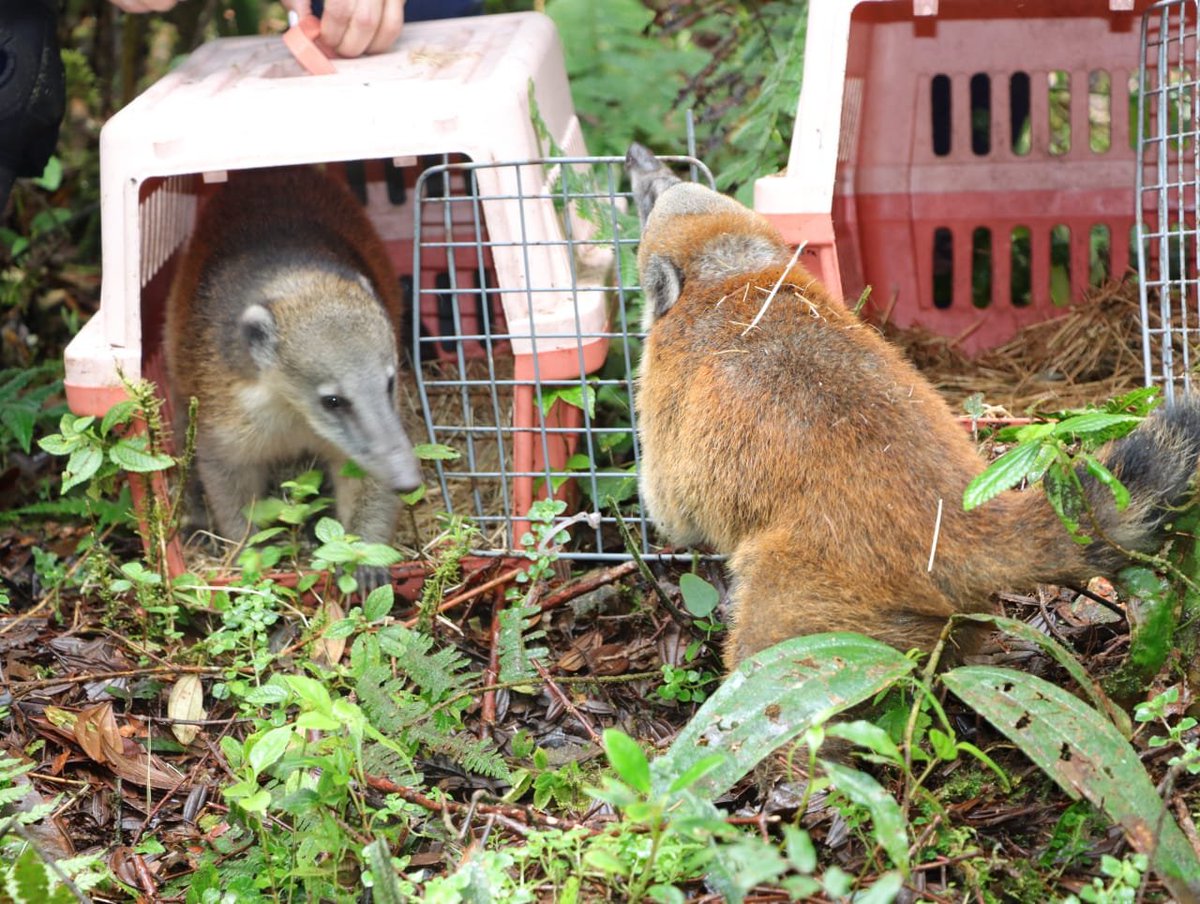 LAFM1150Neiva's tweet photo. 🐾Después de cuatro meses de rehabilitación fue liberado en una reserva del sur del #Huila un #cusumbo rescatado por la #CAM en Saladoblanco en febrero. 

📱El animal, había sido usado como atractivo #turístico y exhibido en #redes sociales. https://t.co/c0DKNn6jNo