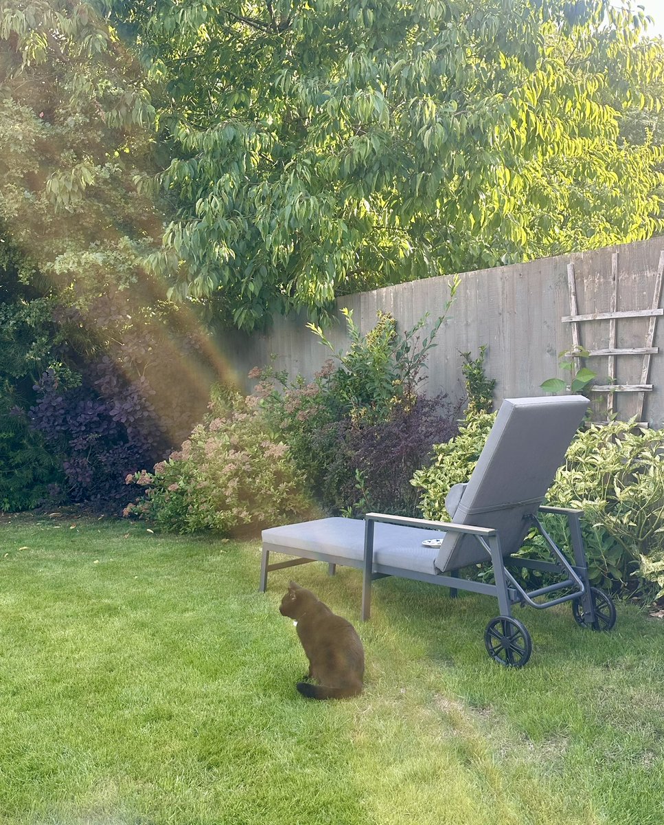 MunchPudding's tweet photo. Good evening furiends! π» Iβm having a great Birthday! π I have had lots and lots of food & treats! π π I have been coming & going during the day as my #Hedgewatch work must still be done! πΎ πΏ #MunchDay https://t.co/En3DcIfJJk