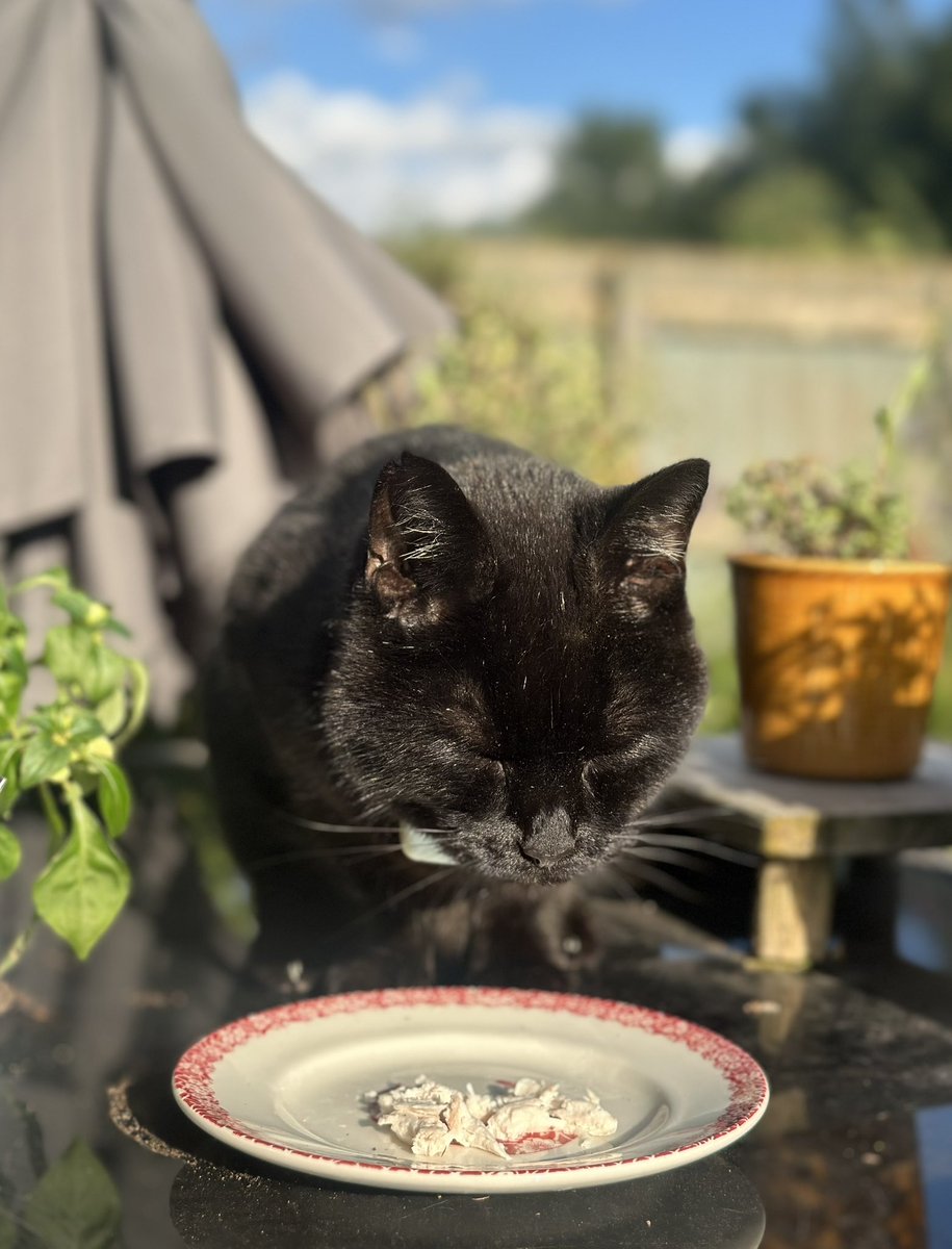MunchPudding's tweet photo. Good evening furiends! π» Iβm having a great Birthday! π I have had lots and lots of food & treats! π π I have been coming & going during the day as my #Hedgewatch work must still be done! πΎ πΏ #MunchDay https://t.co/En3DcIfJJk