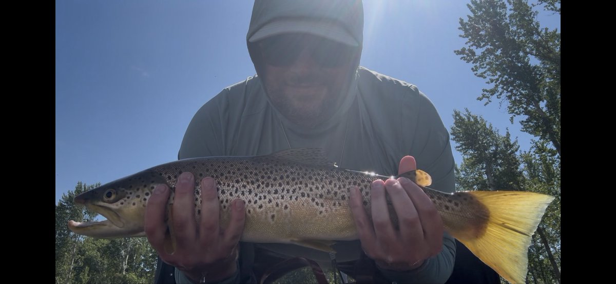 strohltopia's tweet image. On 6x tippet. Got the ol’ heart pounding.