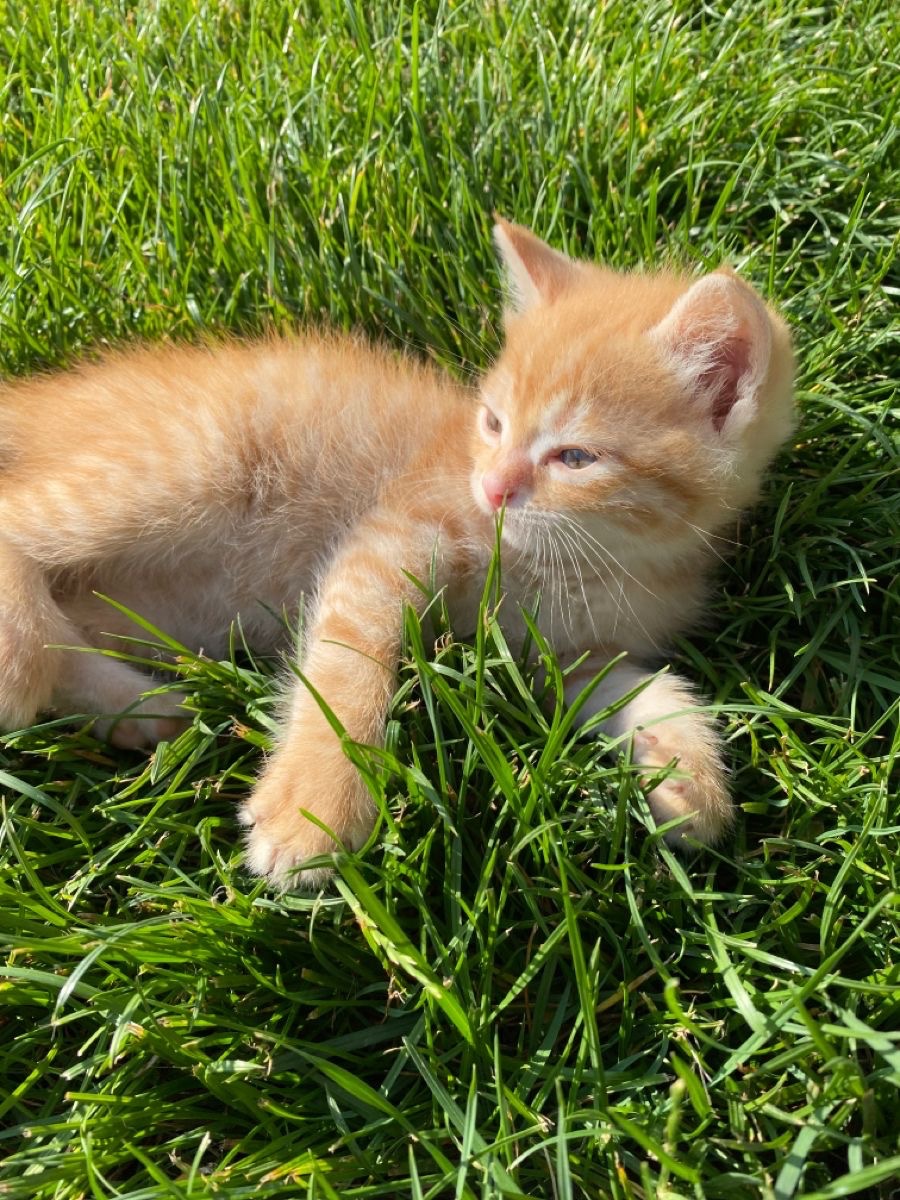 Kitty archives ♡ (@puppierz) on Twitter photo 