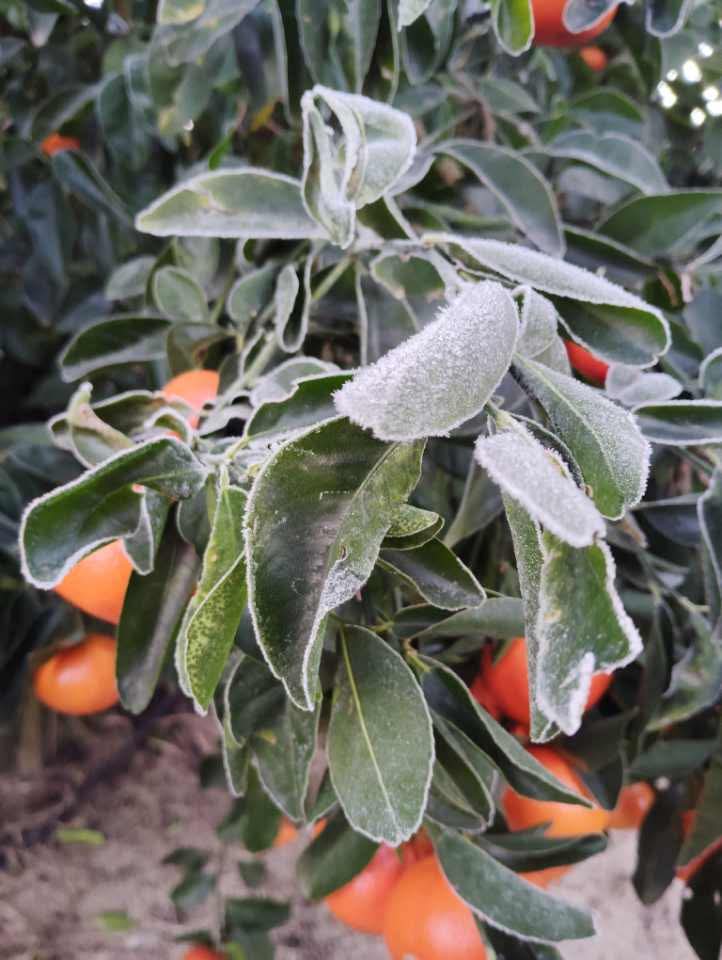 Estacion_bcp's tweet image. Azucitrus plantación en Tres bocas, Pueblo Gallinal #Paysandú, #Uruguay Vía Foto via Marisa.