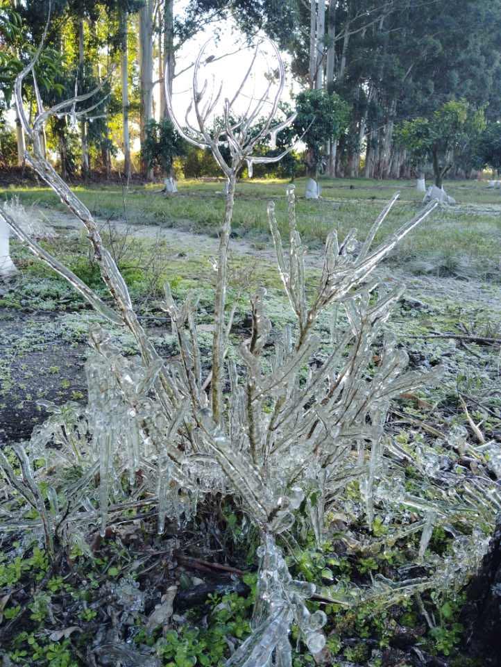 Estacion_bcp's tweet image. Azucitrus plantación en Tres bocas, Pueblo Gallinal #Paysandú, #Uruguay Vía Foto via Marisa.