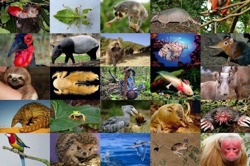 Animales como jaguares, tapires y cóndores dependen de áreas libres de presión humana.
Más turismo = más ruido, más basura, más amenazas.
¿Eso es conservación?
#AreasProtegidasNOprivatizadas @NielsOlsenP <a href="/DanielNoboaOk/">Daniel Noboa Azin</a> <a href="/ValenCenteno/">Valentina Centeno</a> <a href="/inesmanzano/">Ines Manzano</a>