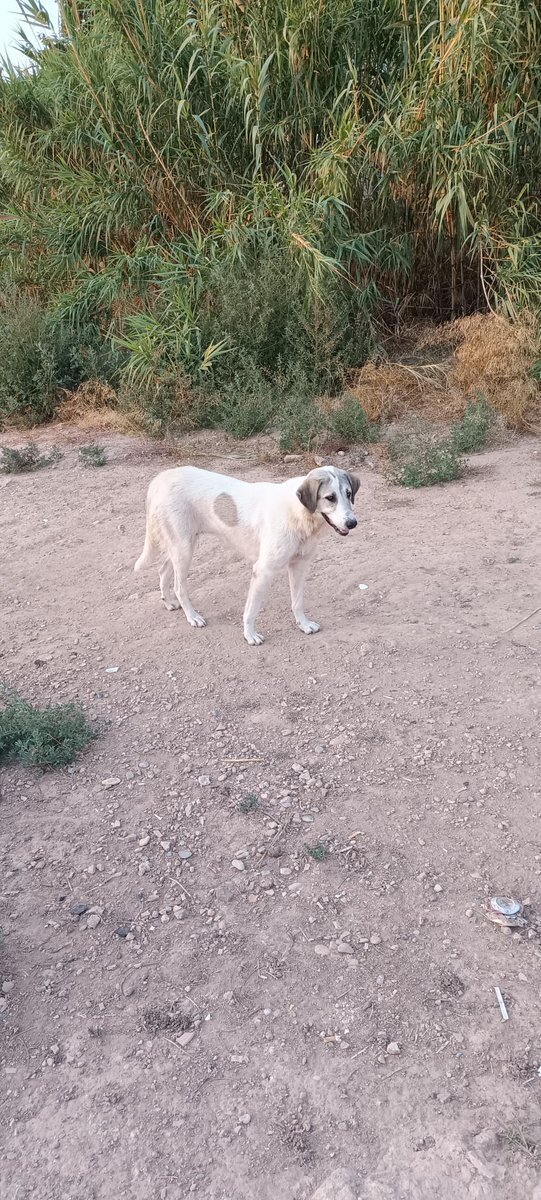 🆘#PERDIDA o #ABANDONADA 

En #Manises (#valencia) . No se deja coger,tiene miedo a acercarse al humano pero es muy sociable con los demás perros. 
Sí alguien sabe de quién es o se puede hacer cargo de ella📲 645881927

#URGENTE #ULTIMAHORA #Ayuda #2Julio #españa