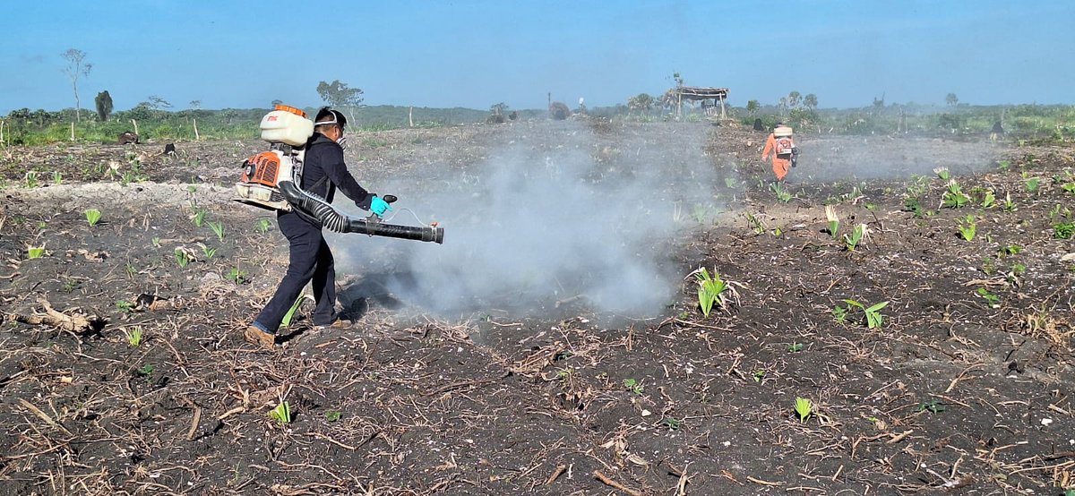Gobierno de Campeche (@ucscampeche) on Twitter photo .<a href="/sdacampeche/">SDA Campeche</a> refuerzan acciones en Champotón para controlar esta plaga voraz que amenaza cultivos como caña, palma y pastos.
Gracias al uso del hongo Metarhizium Acridum y tecnología de punta, se protegen los cultivos sin dañar el medio ambiente.
#GobiernoDeTodos .<a href="/sdacampeche/">SDA Campeche</a> refuerzan acciones en Champotón para controlar esta plaga voraz que amenaza cultivos como caña, palma y pastos.
Gracias al uso del hongo Metarhizium Acridum y tecnología de punta, se protegen los cultivos sin dañar el medio ambiente.
#GobiernoDeTodos