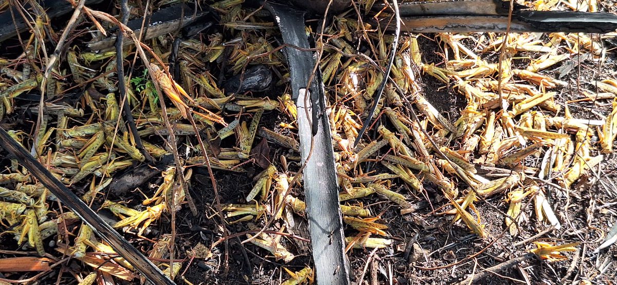 Gobierno de Campeche tweet media