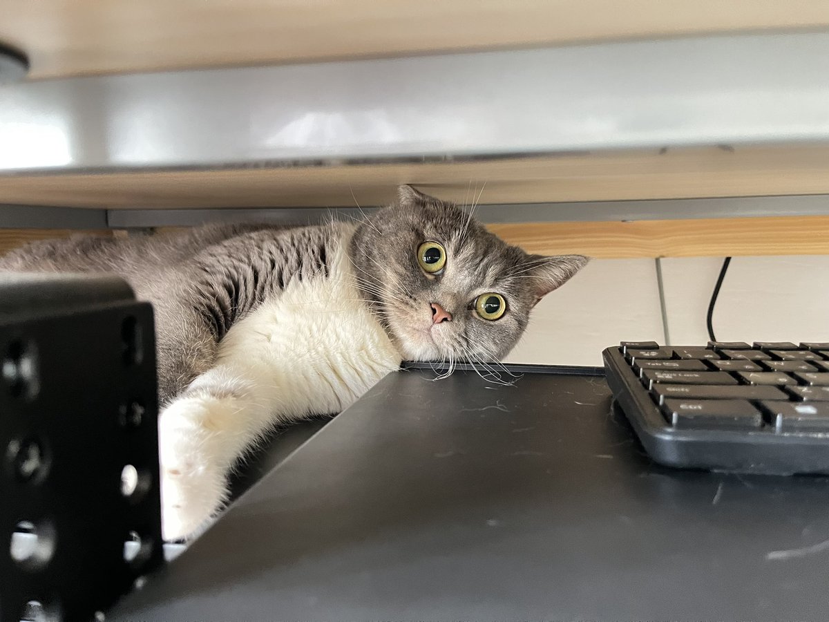 飼い主の作業スペースを侵食しながら涼をとるキスケ🐈