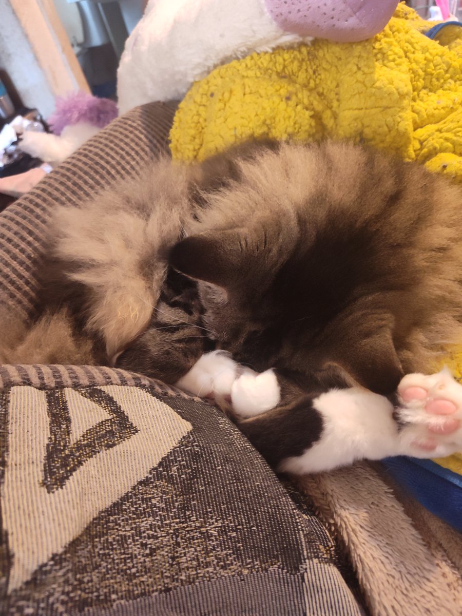 bodgei's tweet photo. Nico curled up small after watching #OldGuard2 https://t.co/vZp6aBM5QU