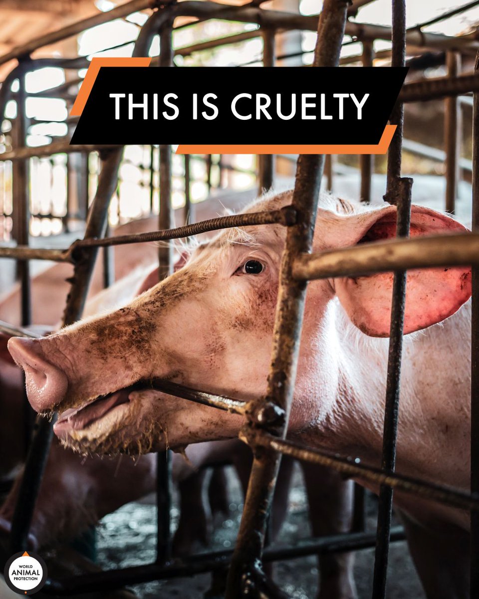 Factory farming is animal cruelty. 💔