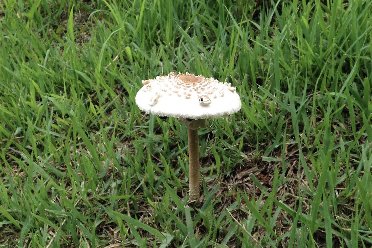 mitsuiro_light's tweet image. #iPhone5c