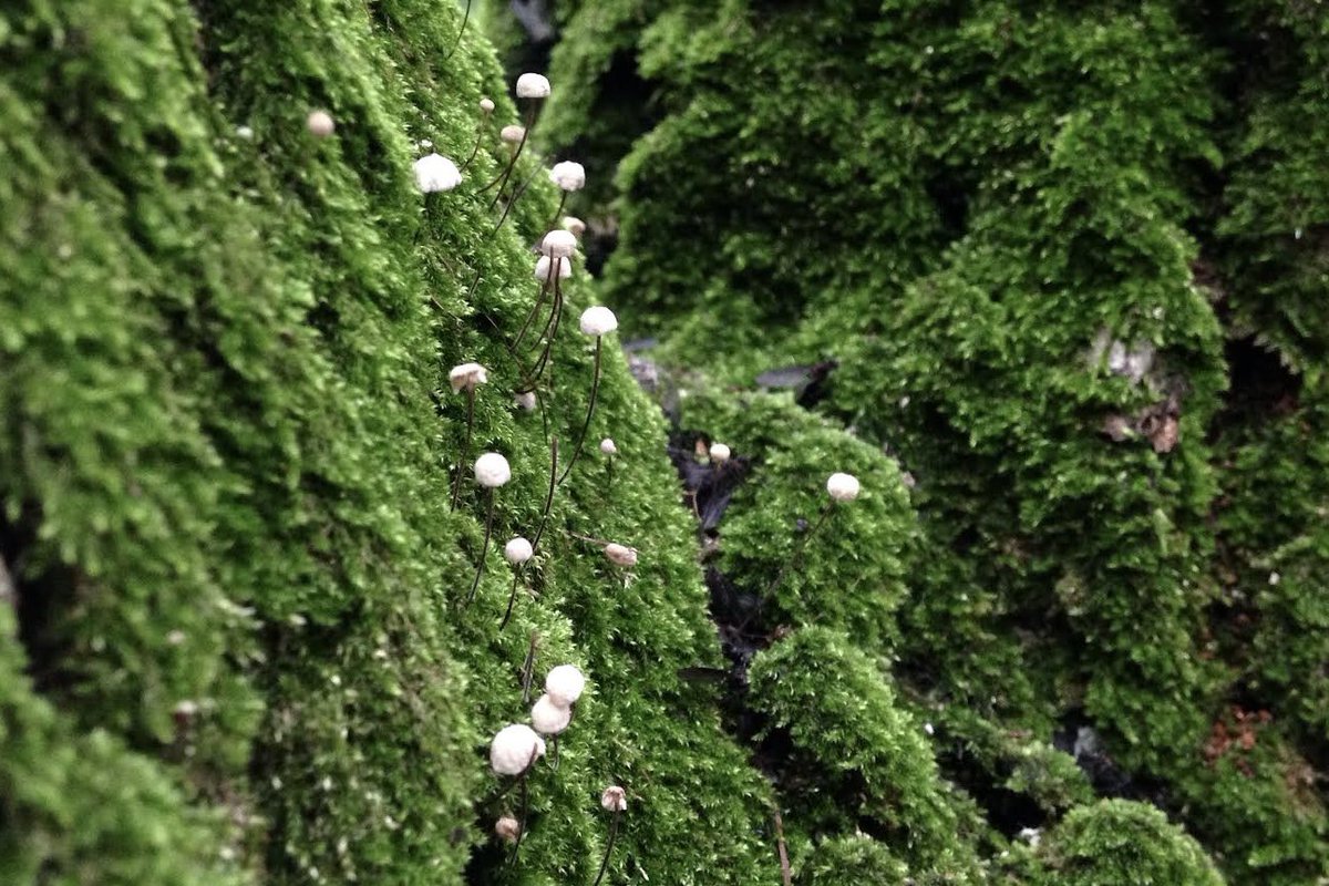 mitsuiro_light's tweet image. #iPhone5c