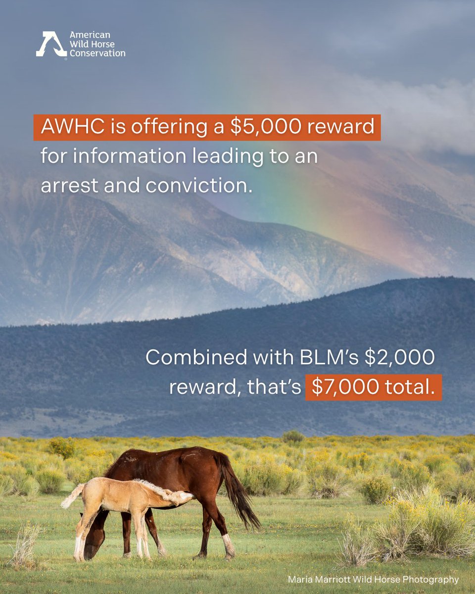 FreeWildHorses's tweet image. On 6/6, a wild foal was found shot to death near Mono Lake, CA. This foal was part of the Montgomery Pass herd. AWHC is offering a reward of $5,000 for info that leads to an arrest. Please contact the anonymous WeTip hotline at 1-800-78-CRIME or visit WeTip.com.