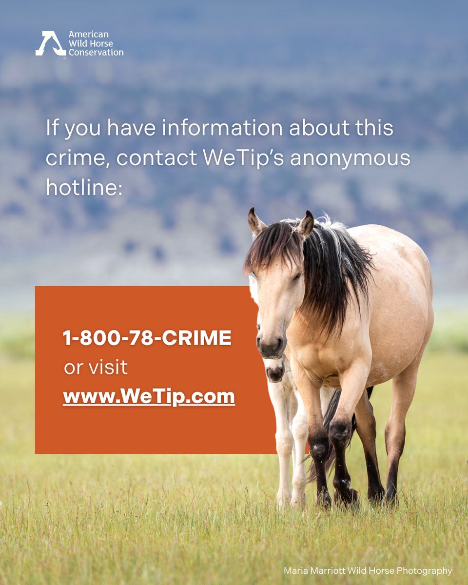 FreeWildHorses's tweet image. On 6/6, a wild foal was found shot to death near Mono Lake, CA. This foal was part of the Montgomery Pass herd. AWHC is offering a reward of $5,000 for info that leads to an arrest. Please contact the anonymous WeTip hotline at 1-800-78-CRIME or visit WeTip.com.