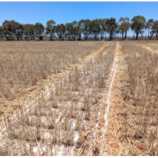 Last week the GOA lads presented some of their research under the <a href="/theGRDC/">GRDC</a> #RiskWise project:

"Risk/reward considerations of liming in low rainfall environments" 

Studying agronomic &amp; economic response to liming​:
🟤3 rates of lime.​
🚜3 levels of incorporation.
🌿Multiple