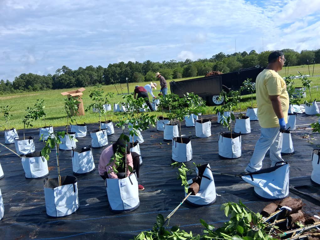 UF IFAS NFREC Fruit Physiology Lab (@fruitphysiology) on Twitter photo Satsuma mandarin cold tolerance experiment of our graduate student Alaiha Asif. Testing growth hormones to boost freeze resistance supporting North Florida citrus growers with science-based strategies for winter protection. Tough work, but vital progress.
<a href="/ufifasnfrec/">UF IFAS NFREC</a> Satsuma mandarin cold tolerance experiment of our graduate student Alaiha Asif. Testing growth hormones to boost freeze resistance supporting North Florida citrus growers with science-based strategies for winter protection. Tough work, but vital progress.
<a href="/ufifasnfrec/">UF IFAS NFREC</a>