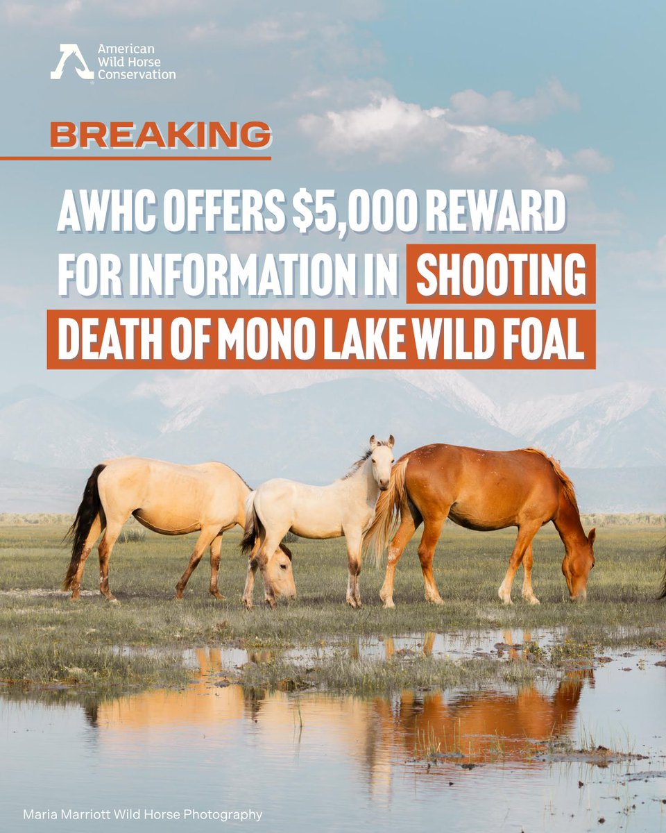 FreeWildHorses's tweet image. On 6/6, a wild foal was found shot to death near Mono Lake, CA. This foal was part of the Montgomery Pass herd. AWHC is offering a reward of $5,000 for info that leads to an arrest. Please contact the anonymous WeTip hotline at 1-800-78-CRIME or visit WeTip.com.