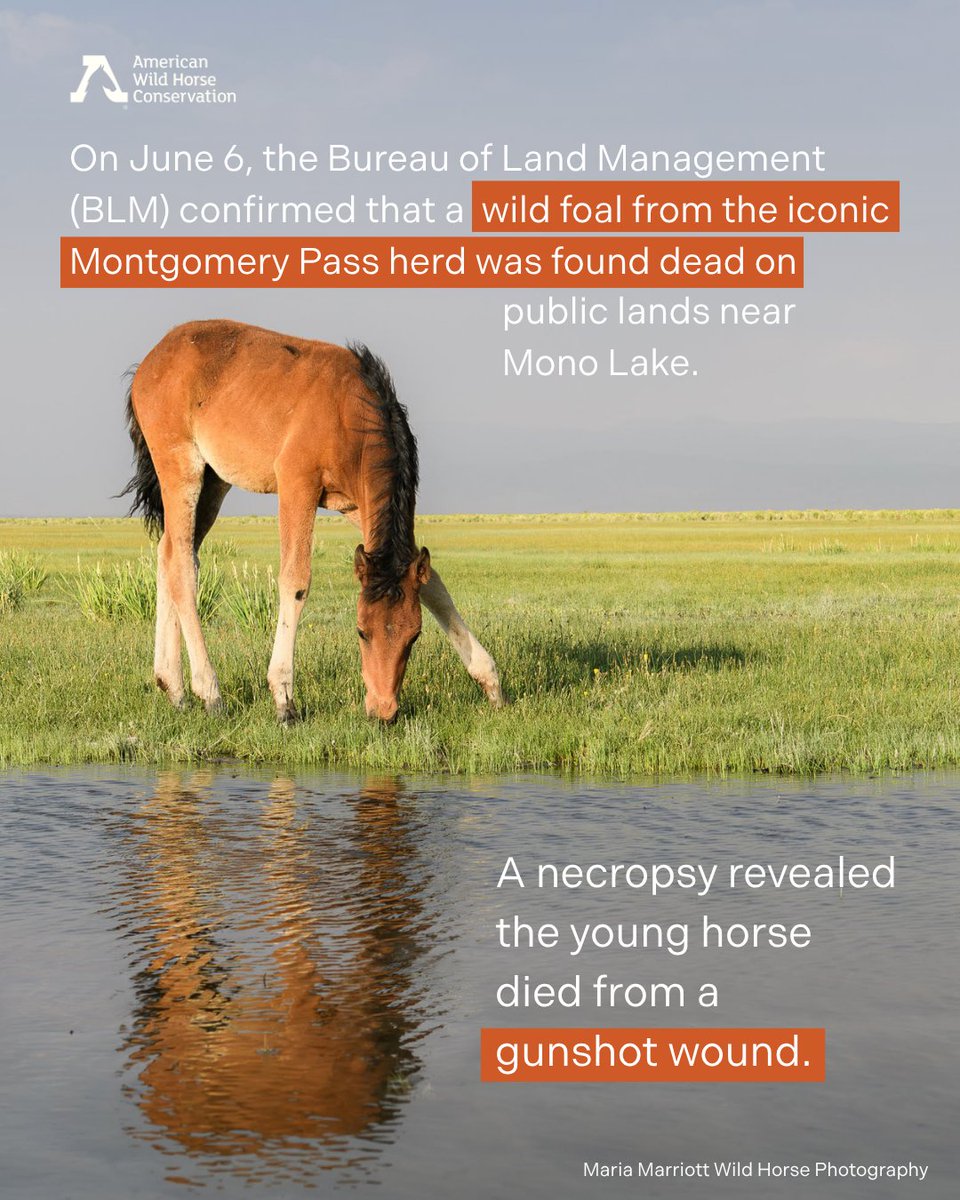 FreeWildHorses's tweet image. On 6/6, a wild foal was found shot to death near Mono Lake, CA. This foal was part of the Montgomery Pass herd. AWHC is offering a reward of $5,000 for info that leads to an arrest. Please contact the anonymous WeTip hotline at 1-800-78-CRIME or visit WeTip.com.