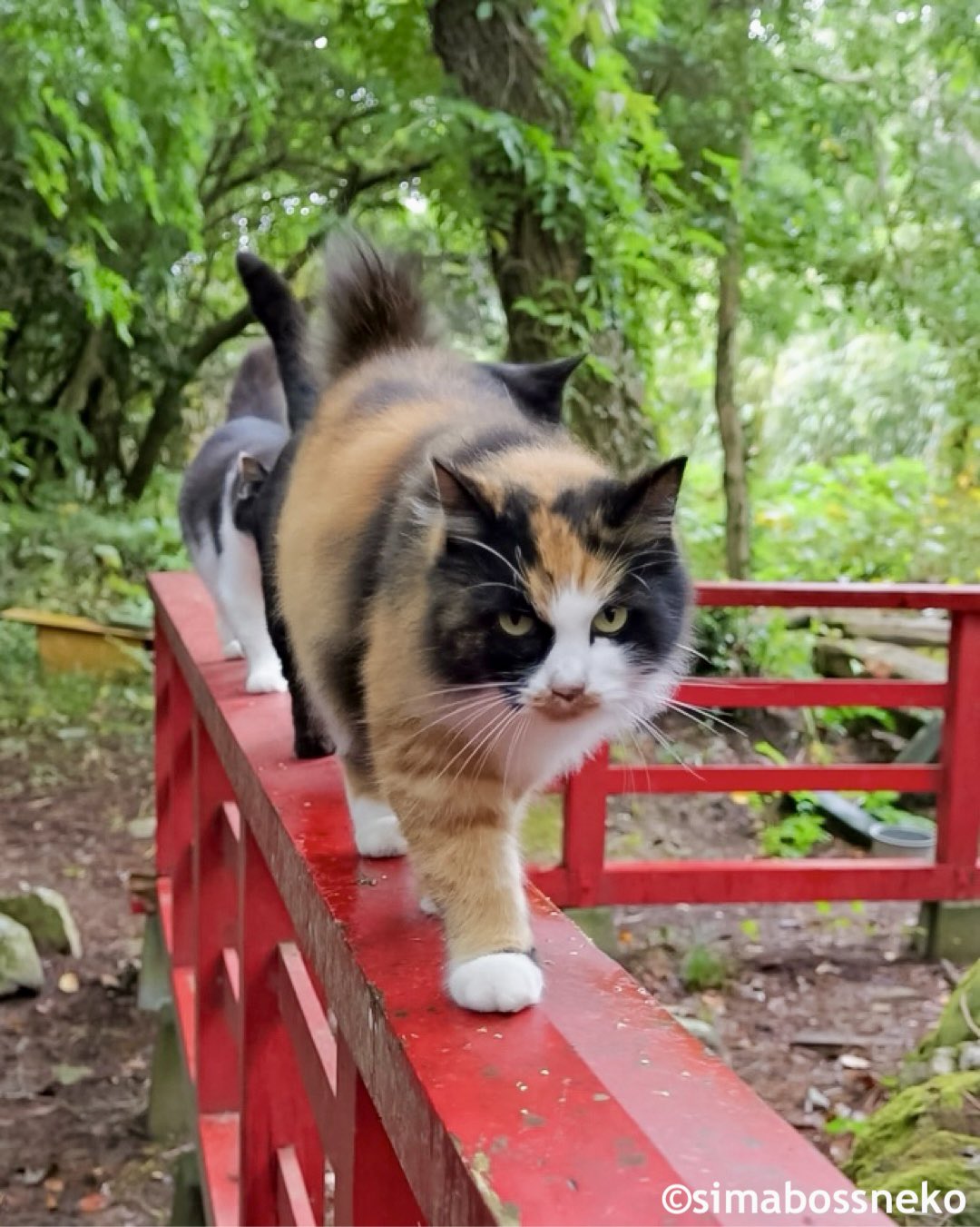 simmon cat&pearl ring 猫 にゃんこ 肉球 ANIMALS.jpg
