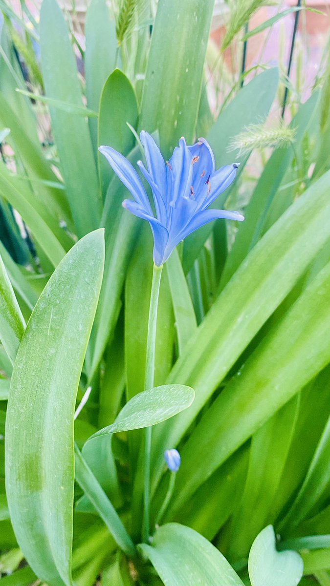 ekadantamed's tweet photo. Los agapantos del jardín 🌸💙 lo llenan de elegancia y calma. Su floración en verano es un espectáculo sereno que invita a la contemplación y al slow living 🌿✨ #Agapantos #FloresAzules #VeranoEnFlor #JardinesConEncanto https://t.co/meF1cDDbhA