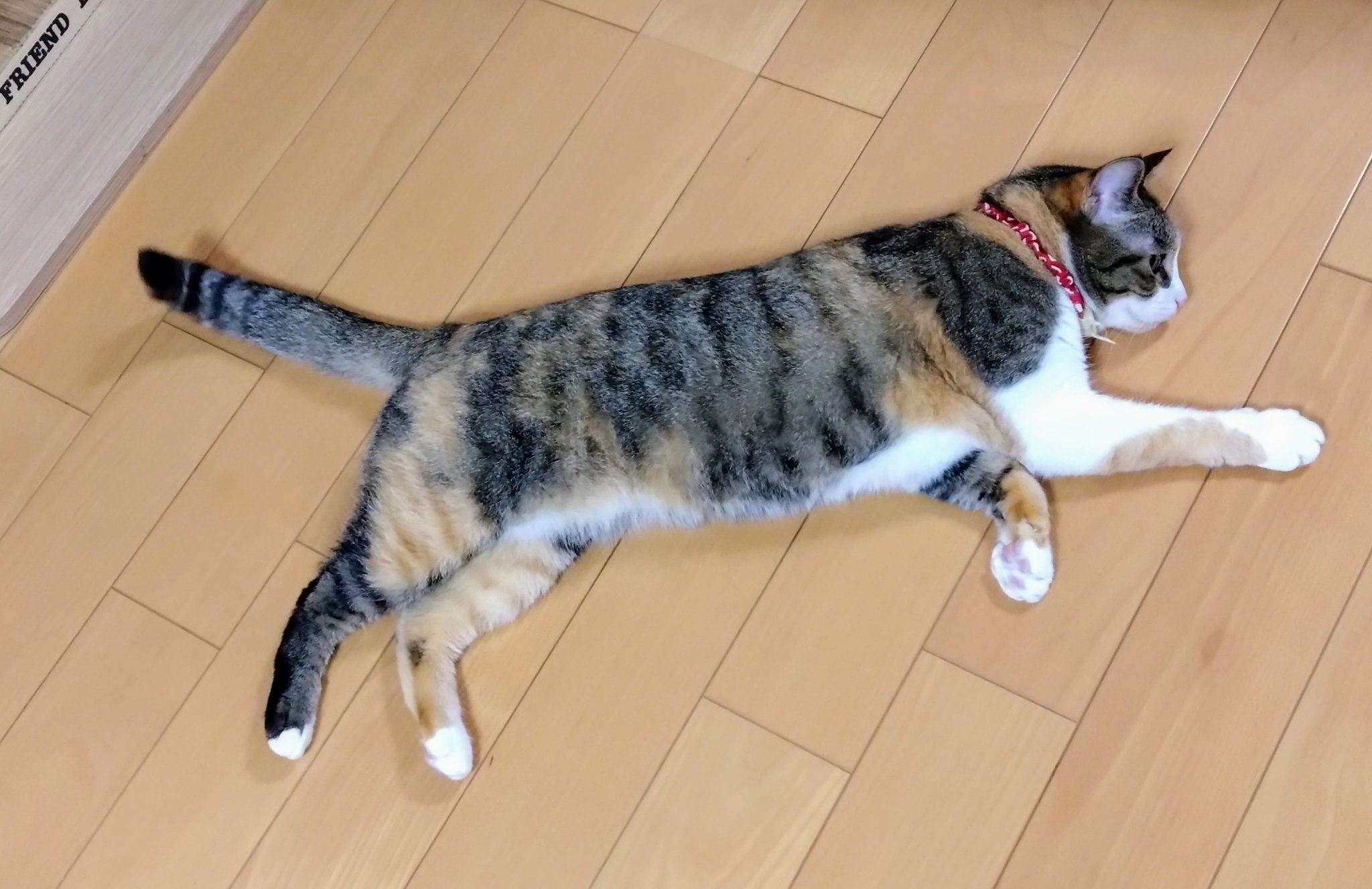 三毛猫♡ しまみけ on X: 