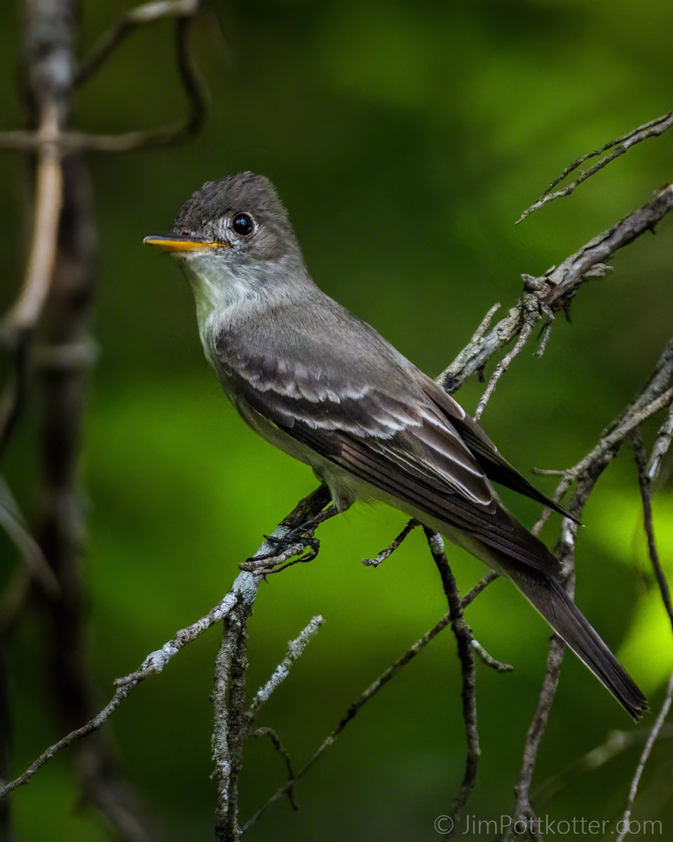 HappyPixr's tweet image. These dead branches are characteristic perches of the Eastern Wood-Pewee. In traditional flycatcher fashion, it sallies out from these perches, catching insects midair. They breed in the eastern half of the US and can be found at forest edges. #birds #nature #wildlife