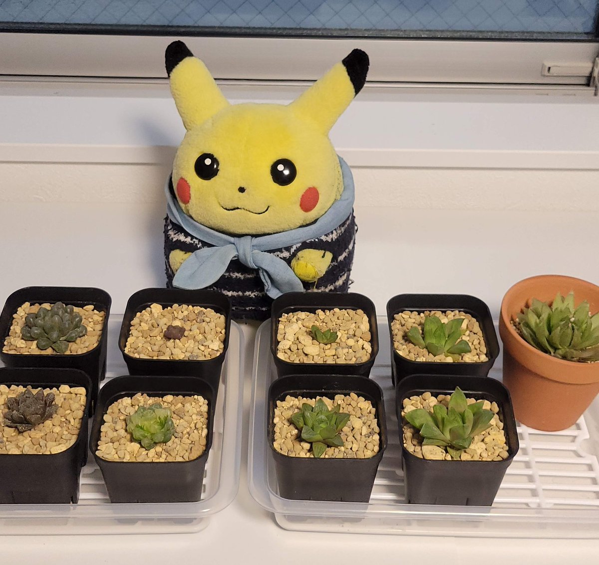 ぴかりん「😙ぴ〜ふふ〜♪オブツーサくんかわいいぴか🤗」