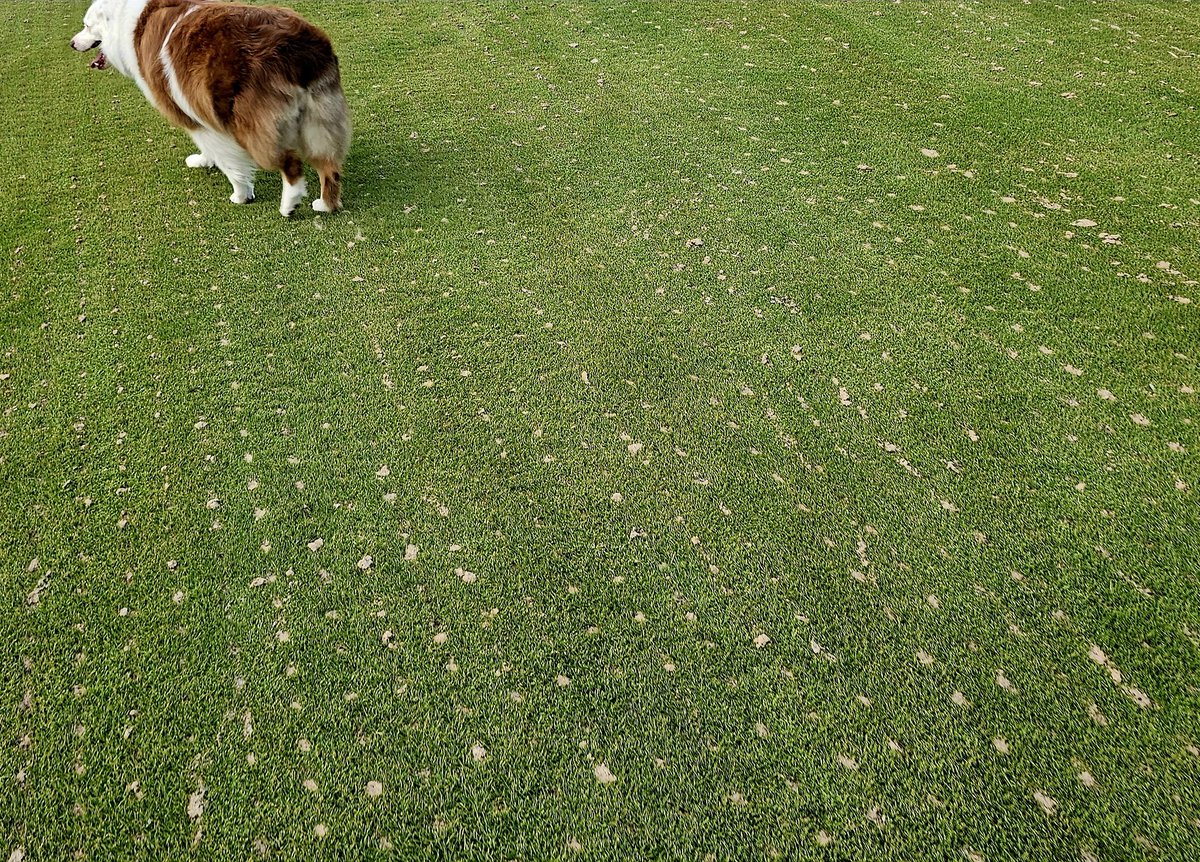 turfmonkeyboy's tweet image. Always good to look up in paradise, but if you care to look down around these parts, you can find us injecting Everlyzer 3-3-3 today sparged with #Armament from @FoliarPak. 

Was easy and clean for the Myakka Mafia to work with in the field, and the sand is from Bulk Aggregate at…