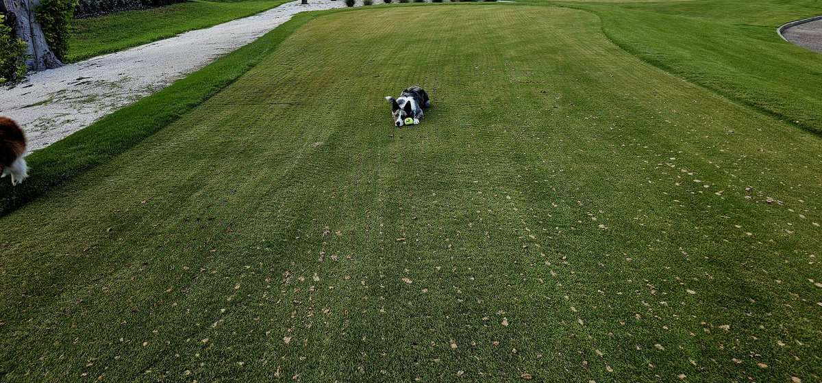 turfmonkeyboy's tweet image. Always good to look up in paradise, but if you care to look down around these parts, you can find us injecting Everlyzer 3-3-3 today sparged with #Armament from @FoliarPak. 

Was easy and clean for the Myakka Mafia to work with in the field, and the sand is from Bulk Aggregate at…