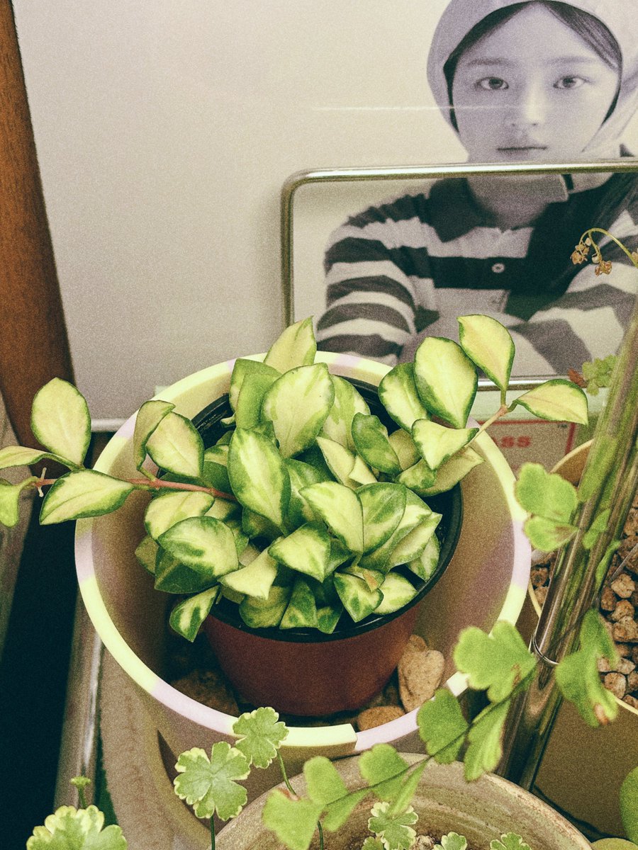 바야흐로 분갈이하기 귀찮은 시기가 도래했다
너무 덥기 때문
대충 바닥에 난석 깔아주고 포트 위에 얹어버림