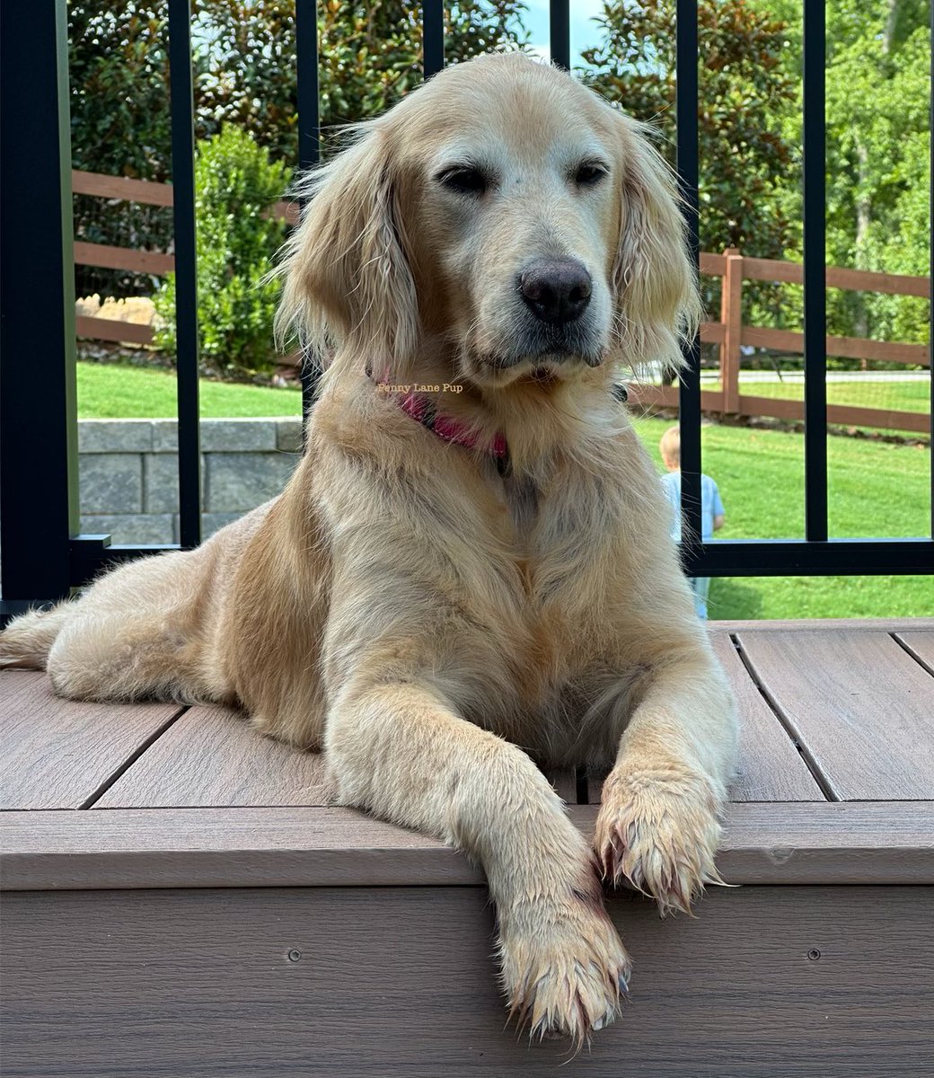 𝗣𝗲𝗻𝗻𝘆 𝗟𝗮𝗻𝗲- Lawn Potato TM tweet media