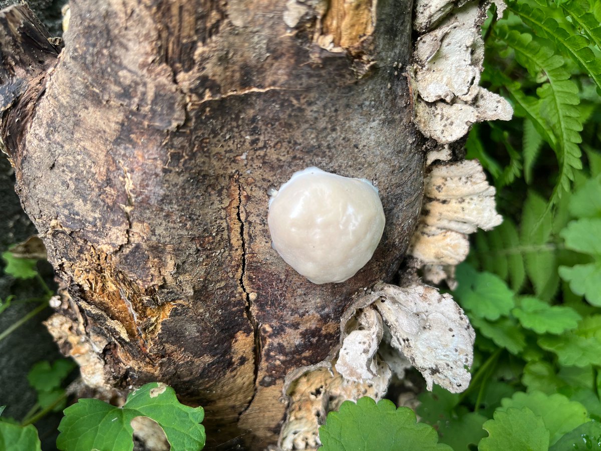 KumaOnji's tweet photo. 庭の朽木にあったコレ、何でしょうか？
直径2-3cm。触ったところブヨブヨしてました。
キノコ？何かの卵？
#虫の名前教えてください
#虫の名は
#きのこの名前教えてください
#キノコの名前 https://t.co/nqbmutnxJZ