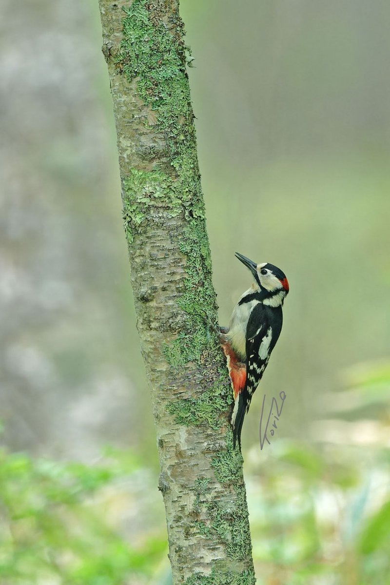アカゲラ父さん