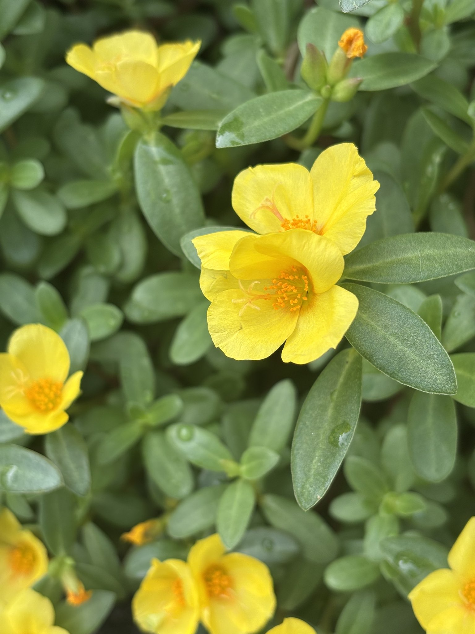 花y…ページ•*¨*•.¸♬︎ 大津通の花 - البحث / X