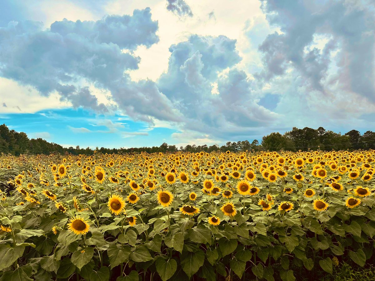 KJ4M_R's tweet photo. Sunflowers Under Clouds @spann https://t.co/QkUl7XMWA3