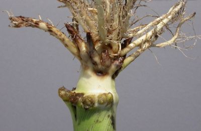 Learn more about corn rootworm scouting and damage assessment at bit.ly/3xpqhBL.