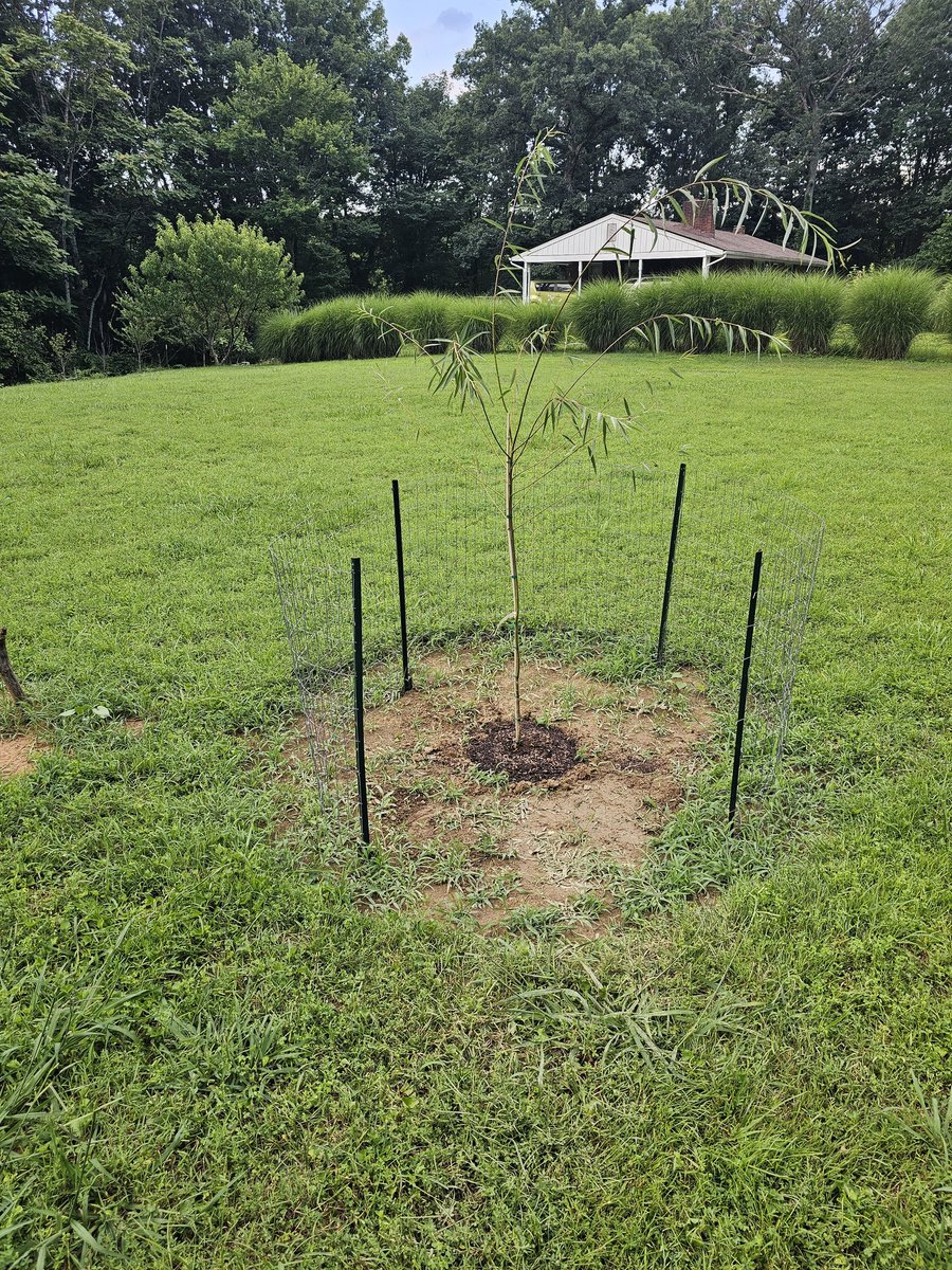 New Weaping Willow tree.
