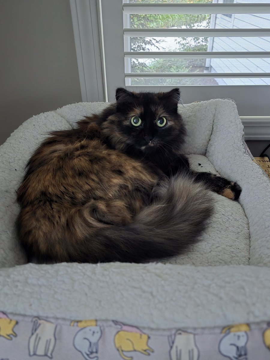 Beautiful blooms and dinner for 1. #sadiesomm is keeping me company, tho.....