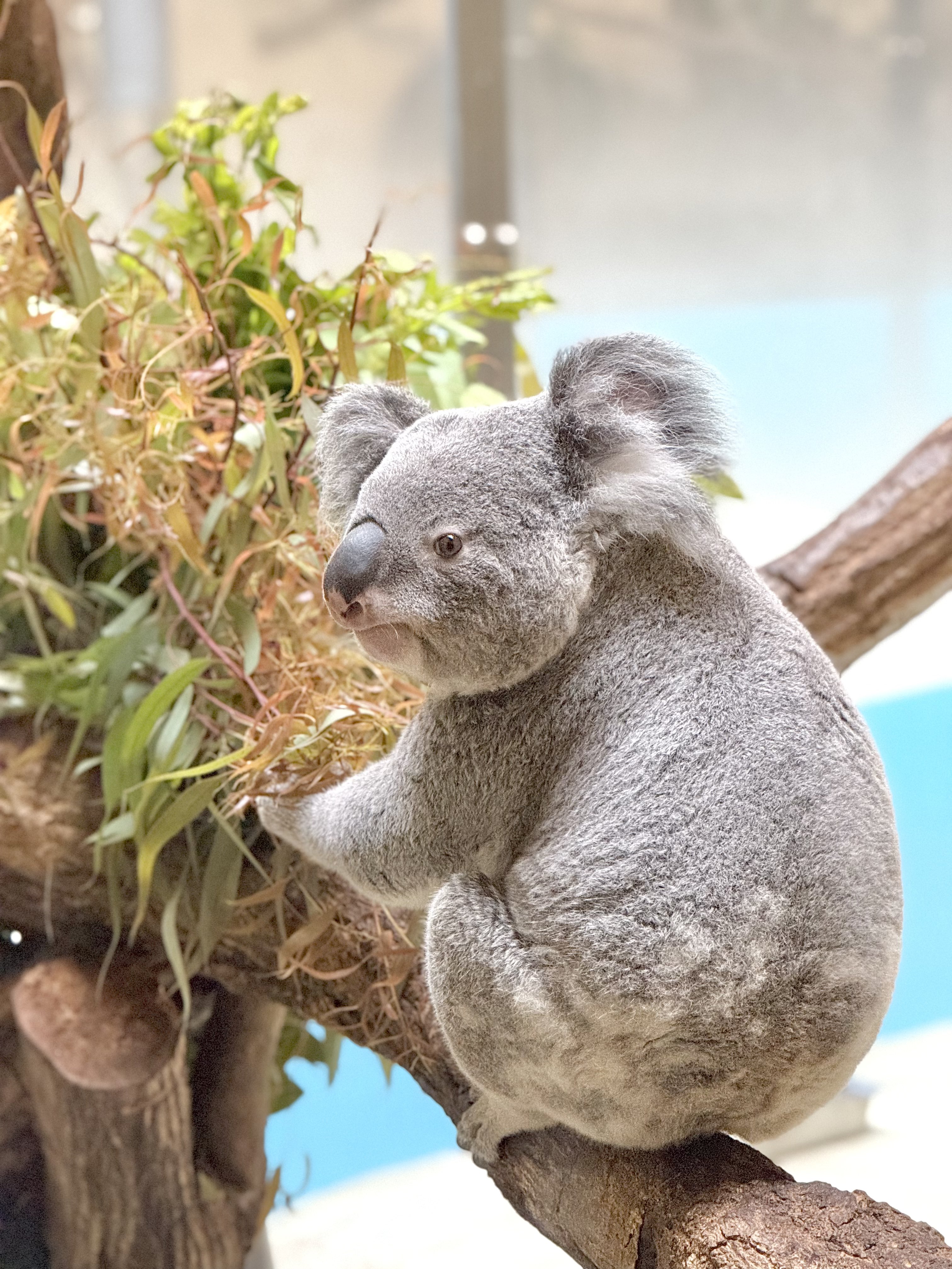 🎀 莉里 🐨 on X: 
