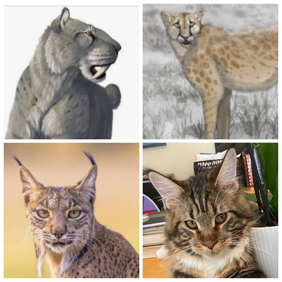 <a href="/missannabiller/">Anna Biller</a> The Origin of Pushkin 😻

Smilodon fatalis
Miracinonyx ("New World cheetah")
Lynx canadensis
Pushkin catacuteis