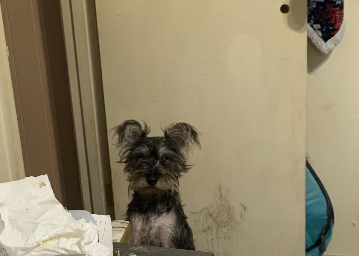 Mom, I want to go outside! Piper, you just came back in. Mom, so 🤭🤭
Happy Wednesday ☺️💕🐾🤗
#dogsoftwitter #schnauzergang