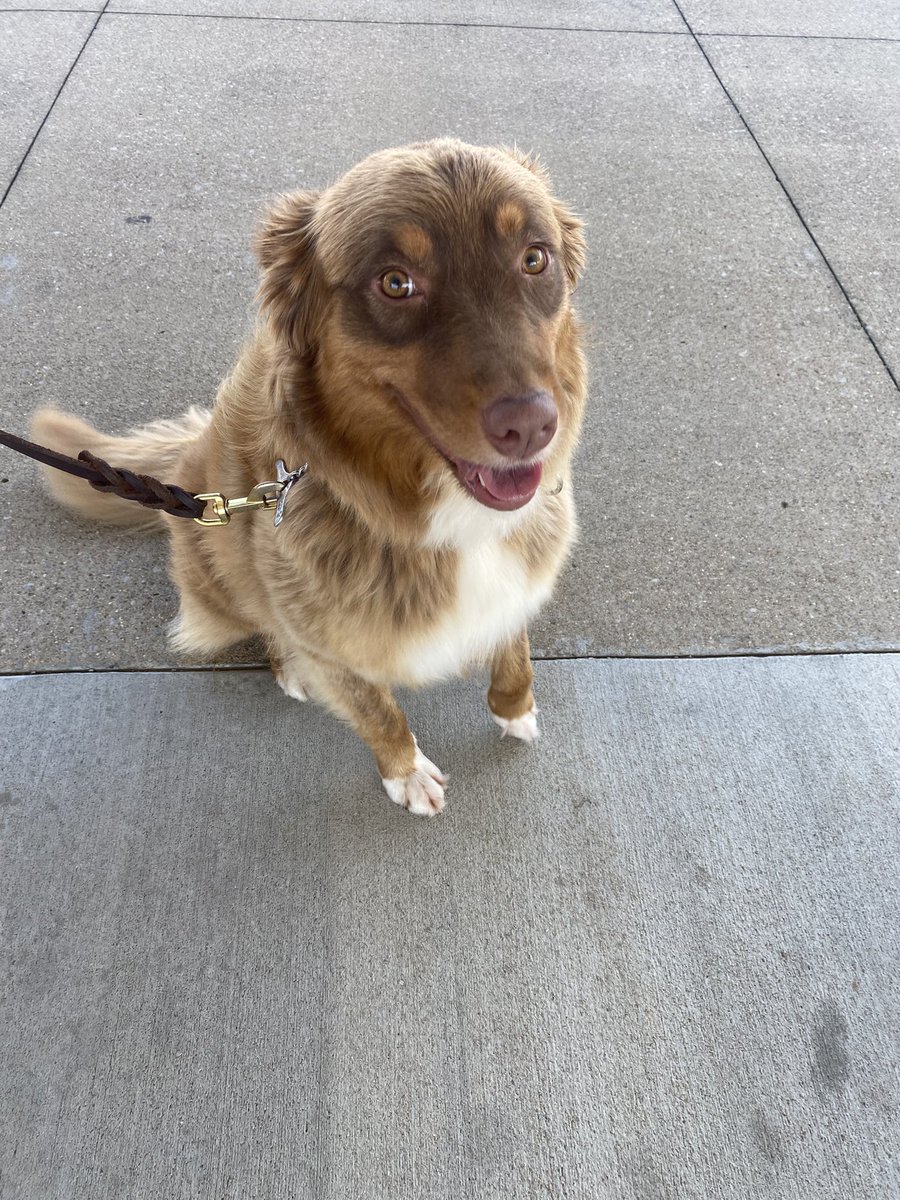lilbubbychild's tweet image. Met this sweet baby today lookin for a home. Loved belly rubs and to run and play. Too sweet. Fairy Tails Pet Adoptions.