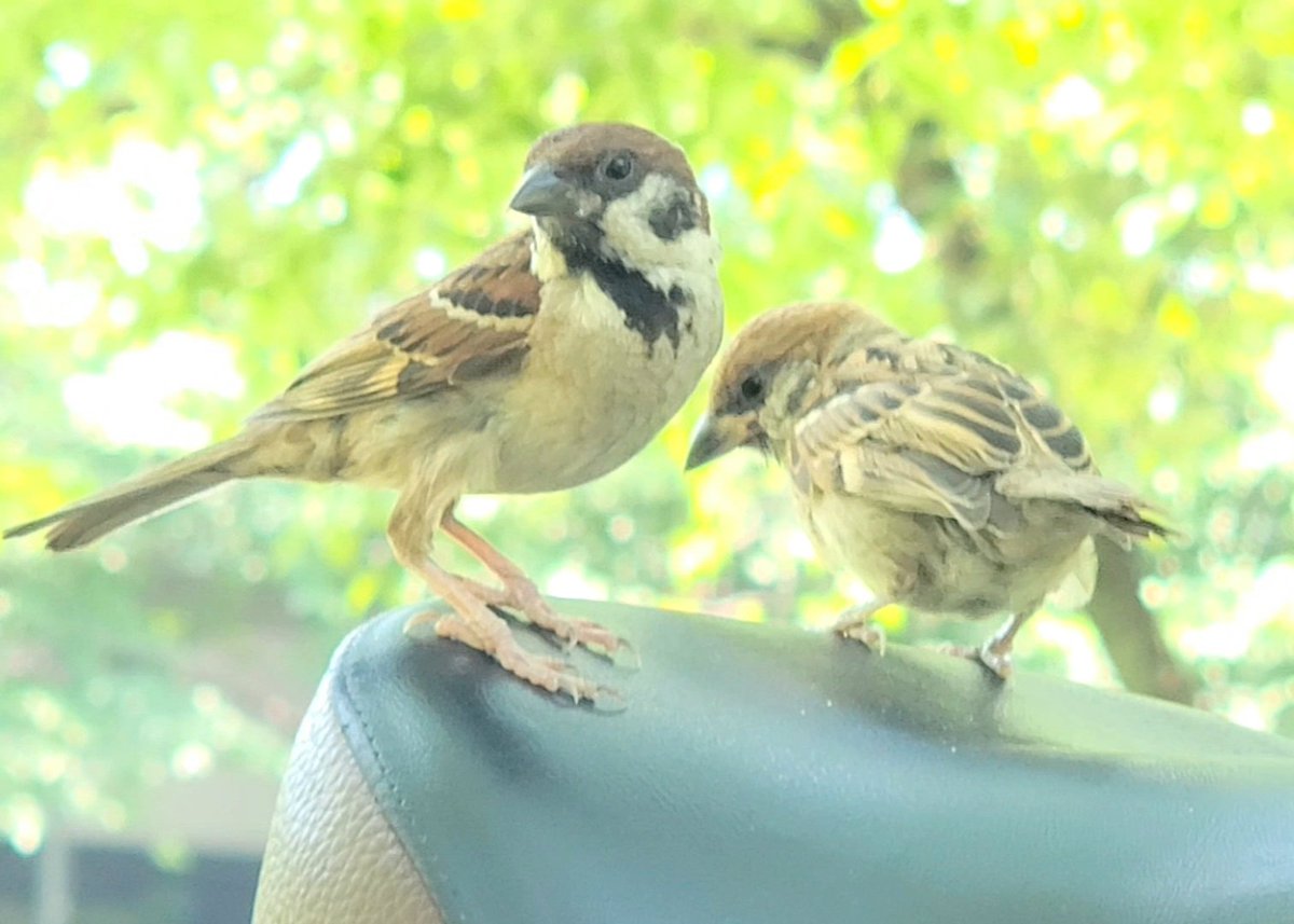 pi_pipi33's tweet image. スズメﾁｬﾝ♪
ｵﾊﾖｰｺﾞｻﾞｲﾏｽ🐥🐤🌿