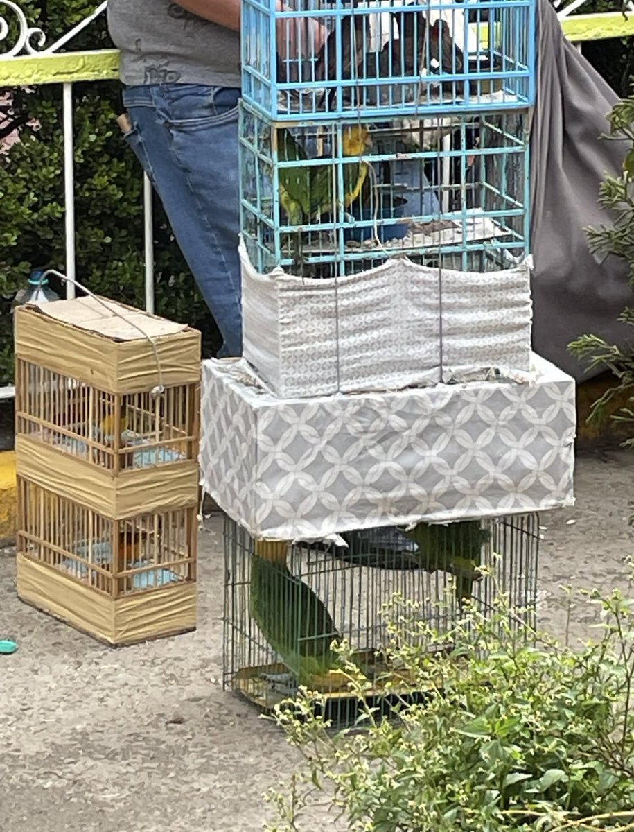 Pericos y aves en peligro de extinción en venta en el mercado de Xochimilco Madre Selva <a href="/PROFEPA_Mx/">PROFEPA</a>