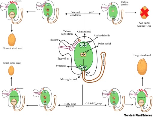 A novel plant tissue that controls seed size dlvr.it/TLhrxQ #plantscience