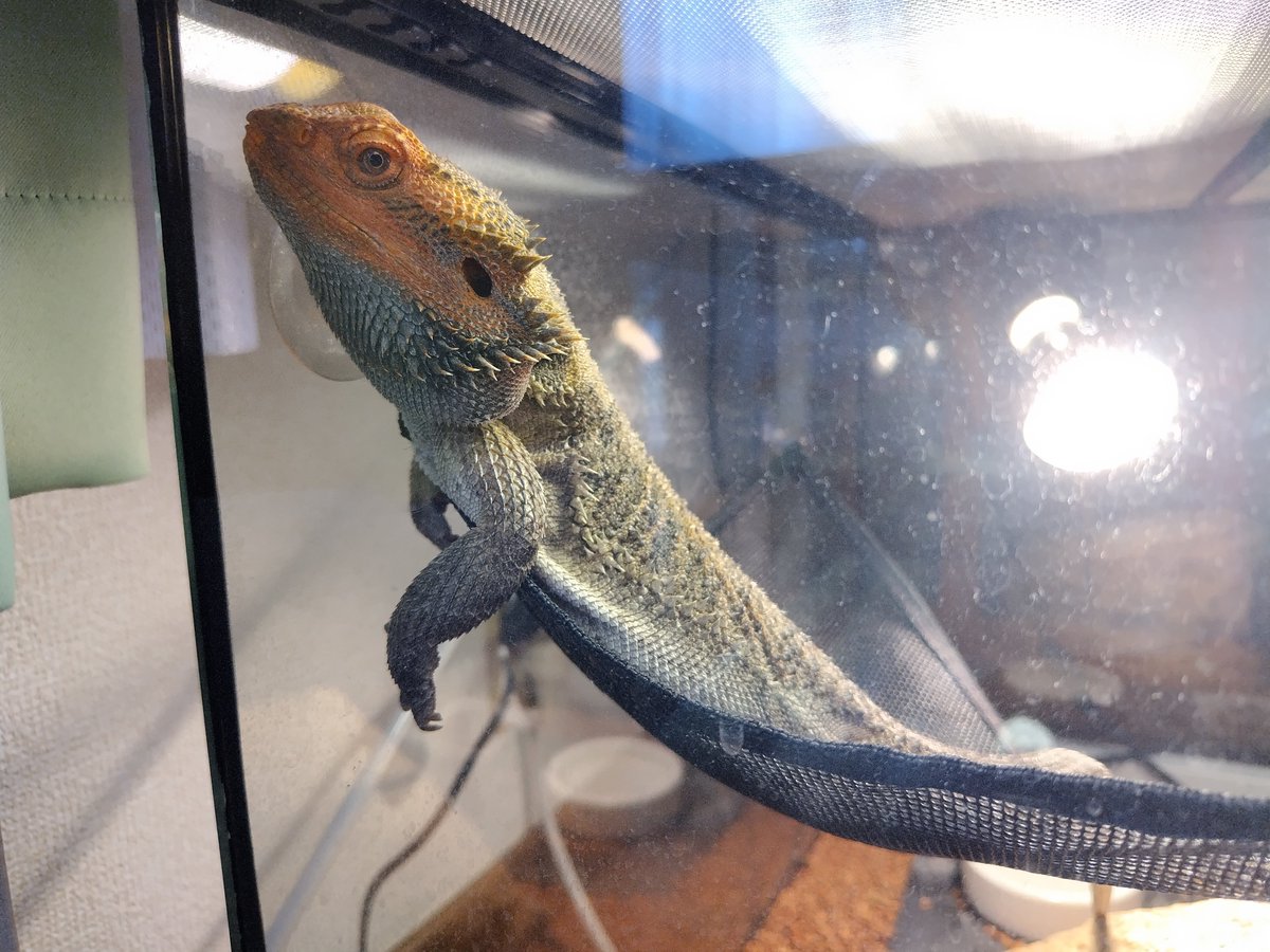 おはようございます🐢🐍🦎