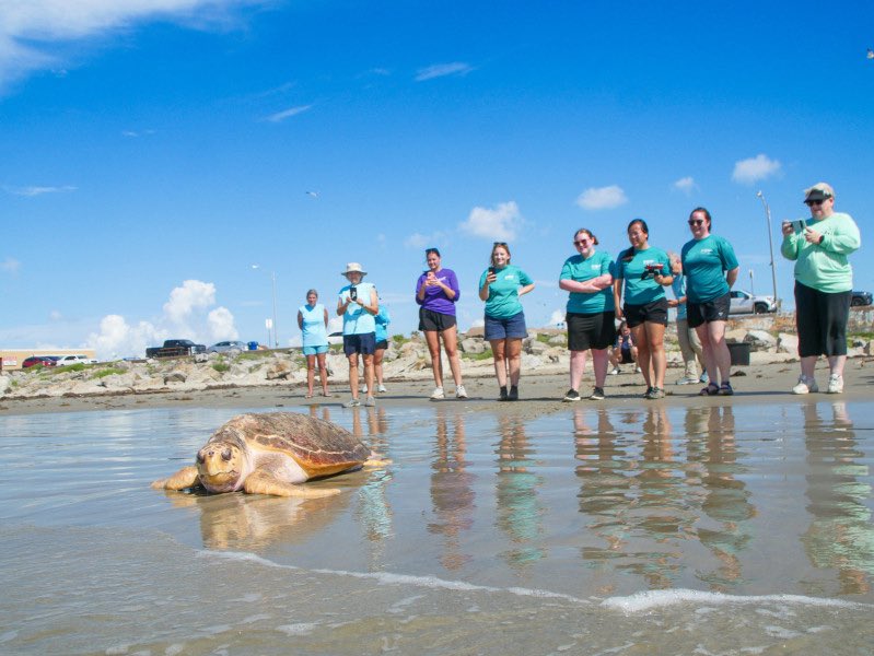 mallorysmithtv's tweet image. Three rescued sea turtles are back in the Gulf! 🐢

Audubon Aquarium released two endangered Kemp’s ridleys and a 227-lb loggerhead after months of rehab.

They were treated in New Orleans and released off Galveston, Texas. 🌊🩵