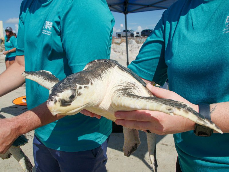 mallorysmithtv's tweet image. Three rescued sea turtles are back in the Gulf! 🐢

Audubon Aquarium released two endangered Kemp’s ridleys and a 227-lb loggerhead after months of rehab.

They were treated in New Orleans and released off Galveston, Texas. 🌊🩵