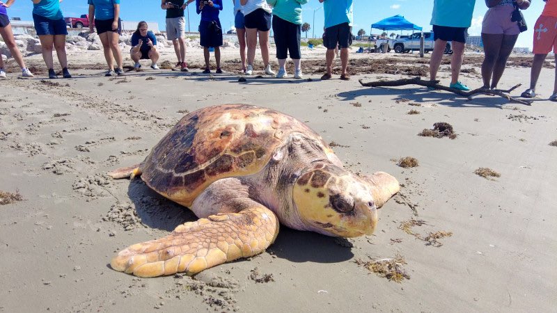 mallorysmithtv's tweet image. Three rescued sea turtles are back in the Gulf! 🐢

Audubon Aquarium released two endangered Kemp’s ridleys and a 227-lb loggerhead after months of rehab.

They were treated in New Orleans and released off Galveston, Texas. 🌊🩵