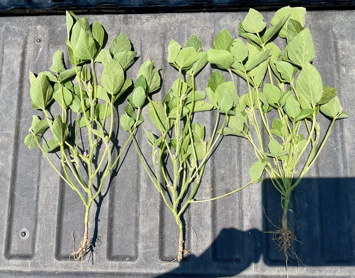 Love the agronomics in this NEW variety - DKB23-32XF has been a product standout for us across the southwest known for its excellent standability, strong white mould ratings and big yield potential. 

 <a href="/DEKALB_Canada/">DEKALB Canada</a>